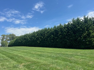 IMG 3516
